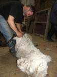 shearing Rousovice