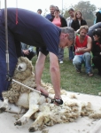 pan McGregor ze Skotska předvádí střiž ovcí
