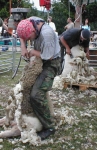 střiž ovcí