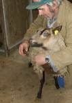 shearing Rousovice